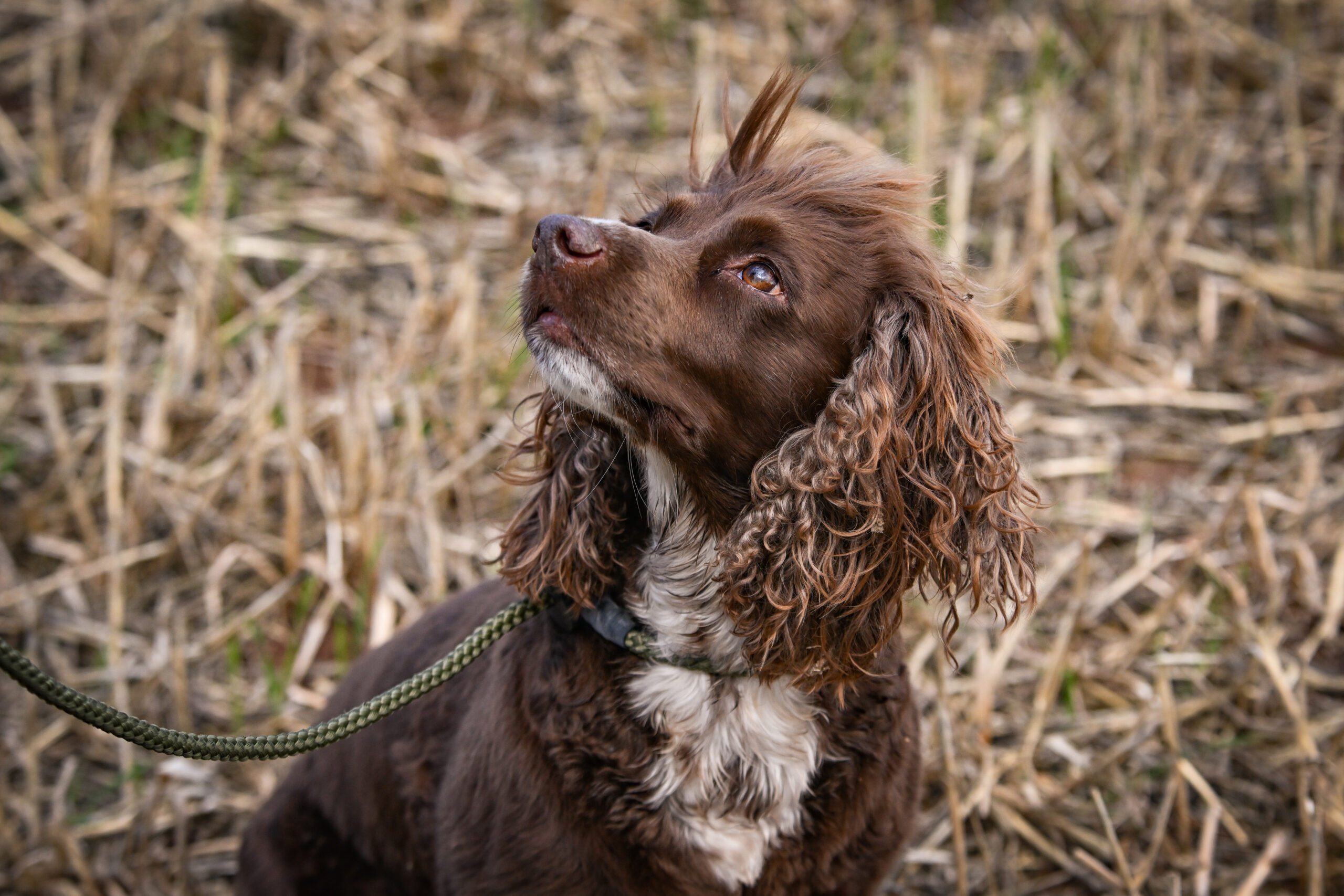 Gundog Slip Lead Collection - Image 2