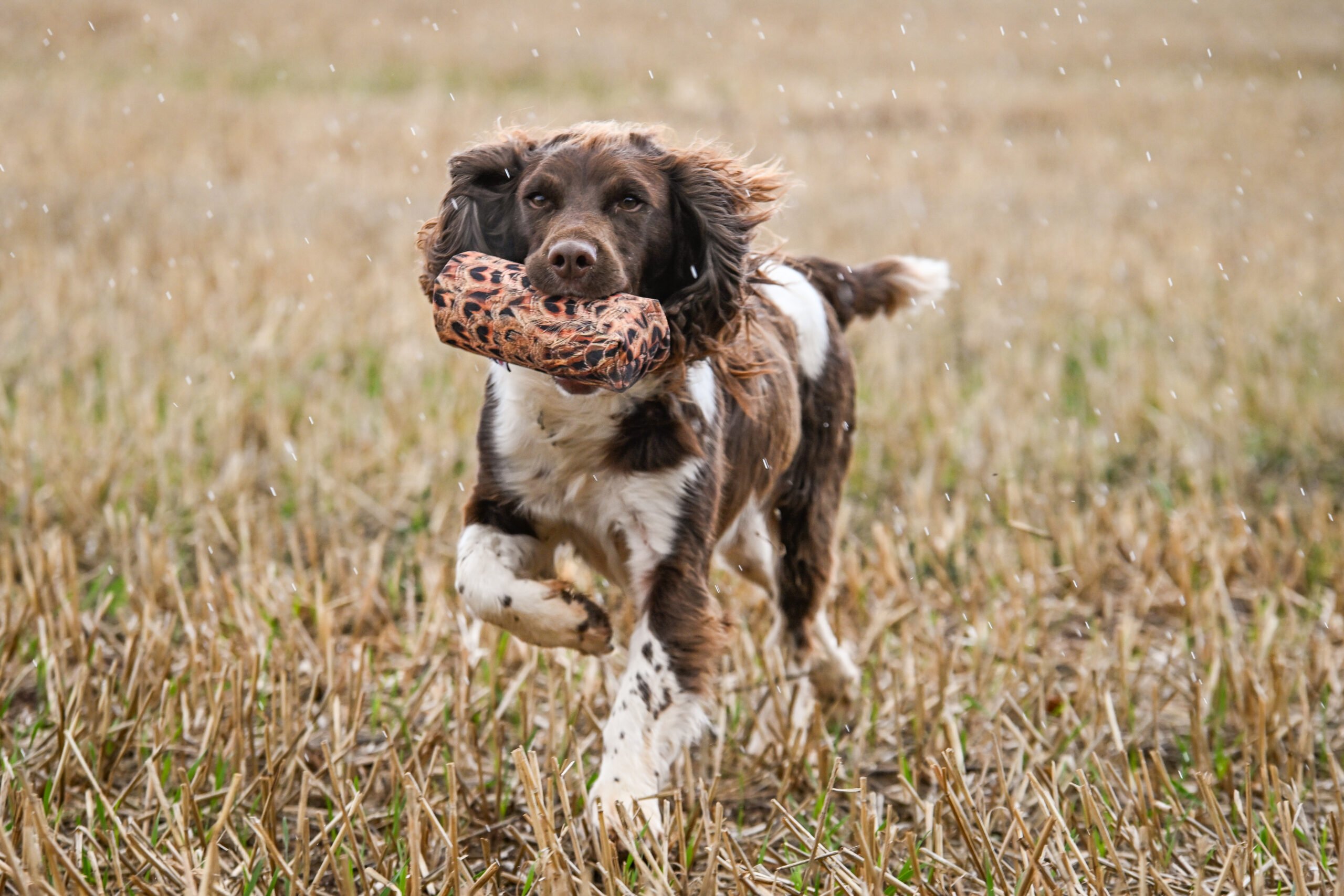 Sporting Saint Canvas Launcher Dummy - Image 3