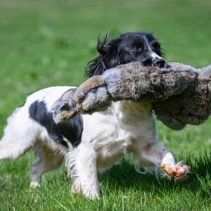 BG Rabbit by Ben Randall - Image 3