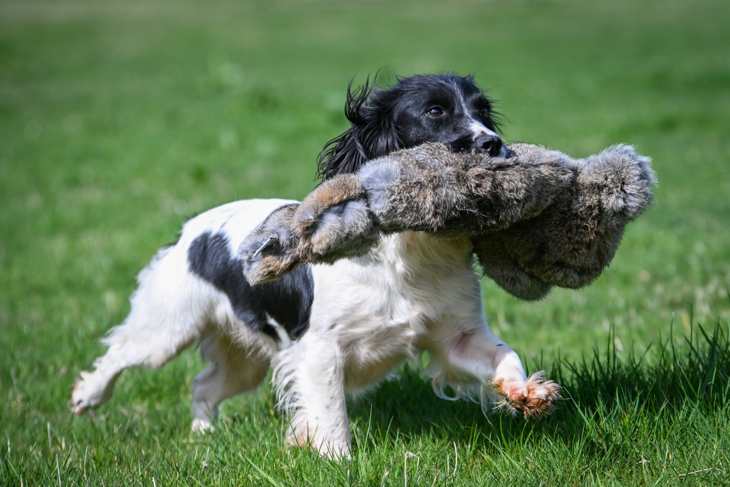 BG Rabbit by Ben Randall - Image 3