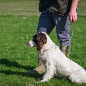 Field Trial PRO Heeling Lead - Image 3