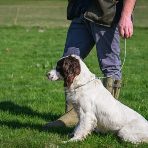 Field Trial PRO Heeling Lead - Image 3