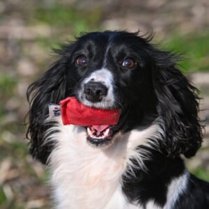Quail Dummy by Andy Cullen - Image 2