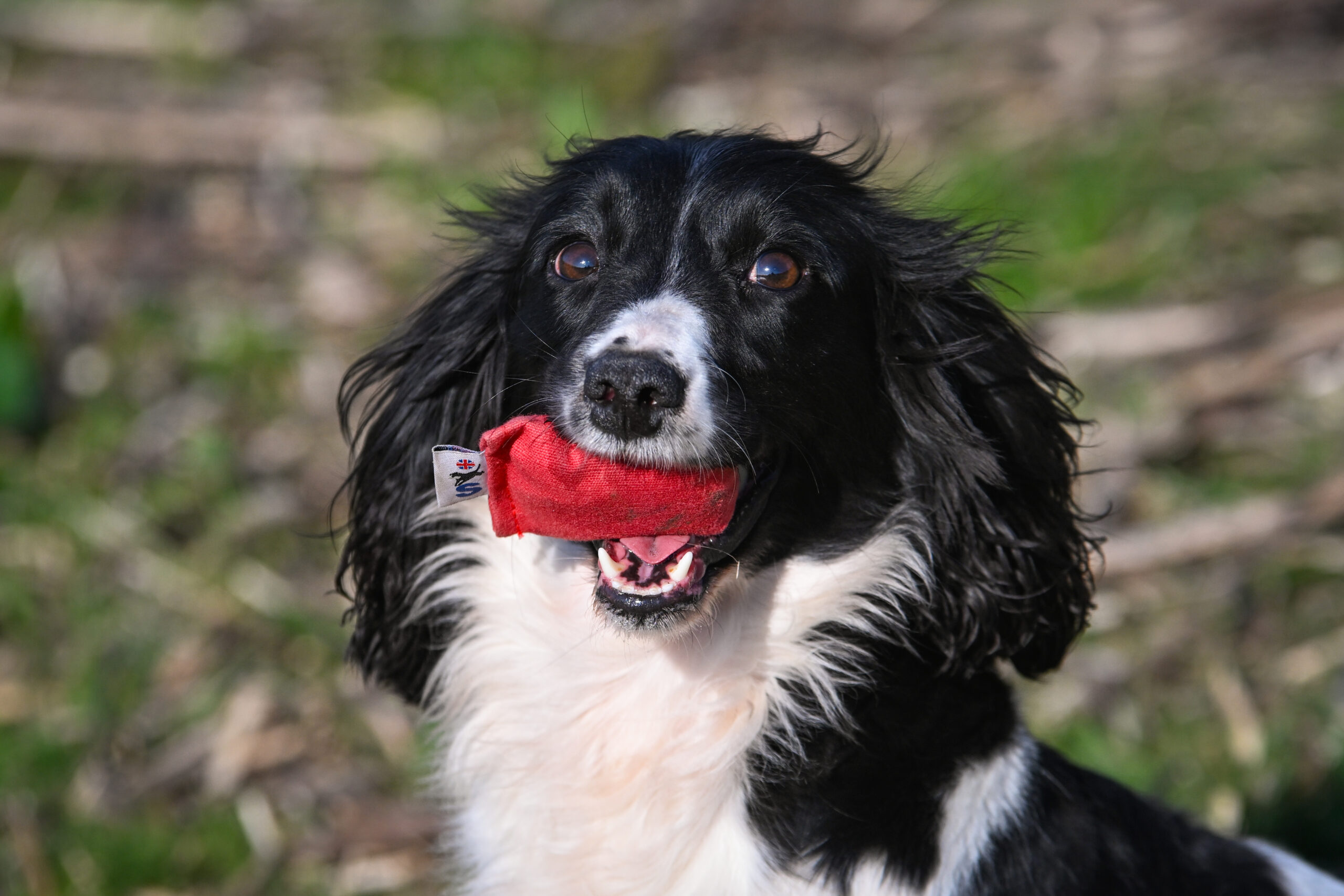 Quail Dummy by Andy Cullen - Image 2