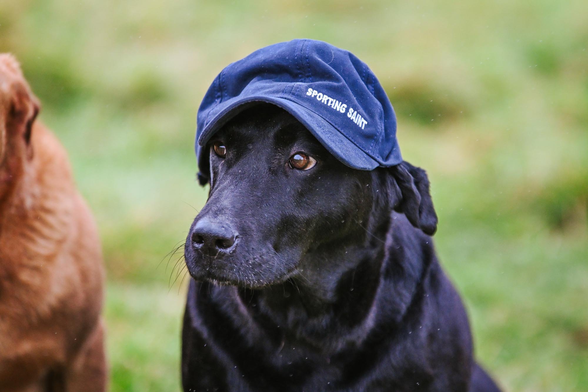 Sporting Saint Cap - Image 4