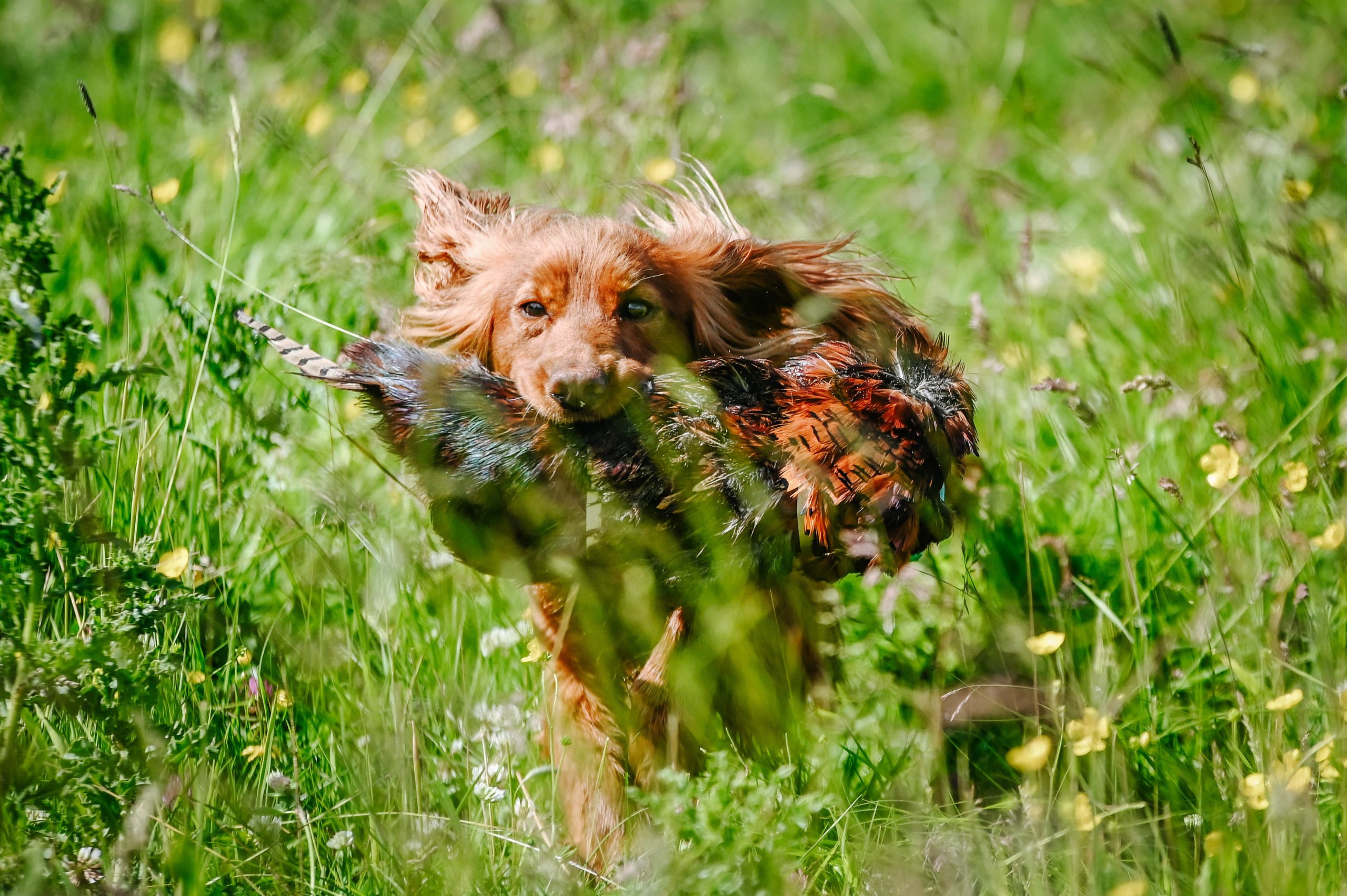 Cock Pheasant Pelt - Image 3