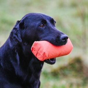 Dummy Launcher Pack - Image 3