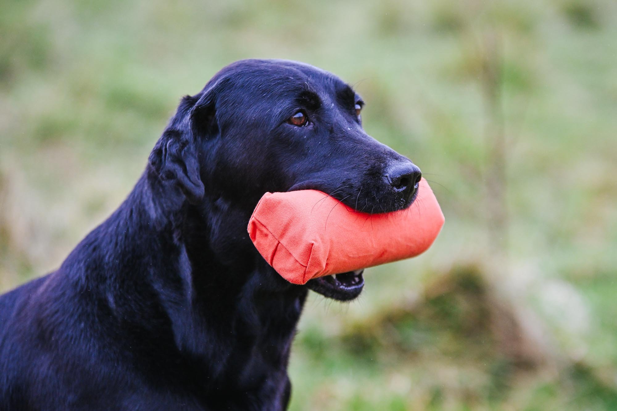 Dummy Launcher Pack - Image 3