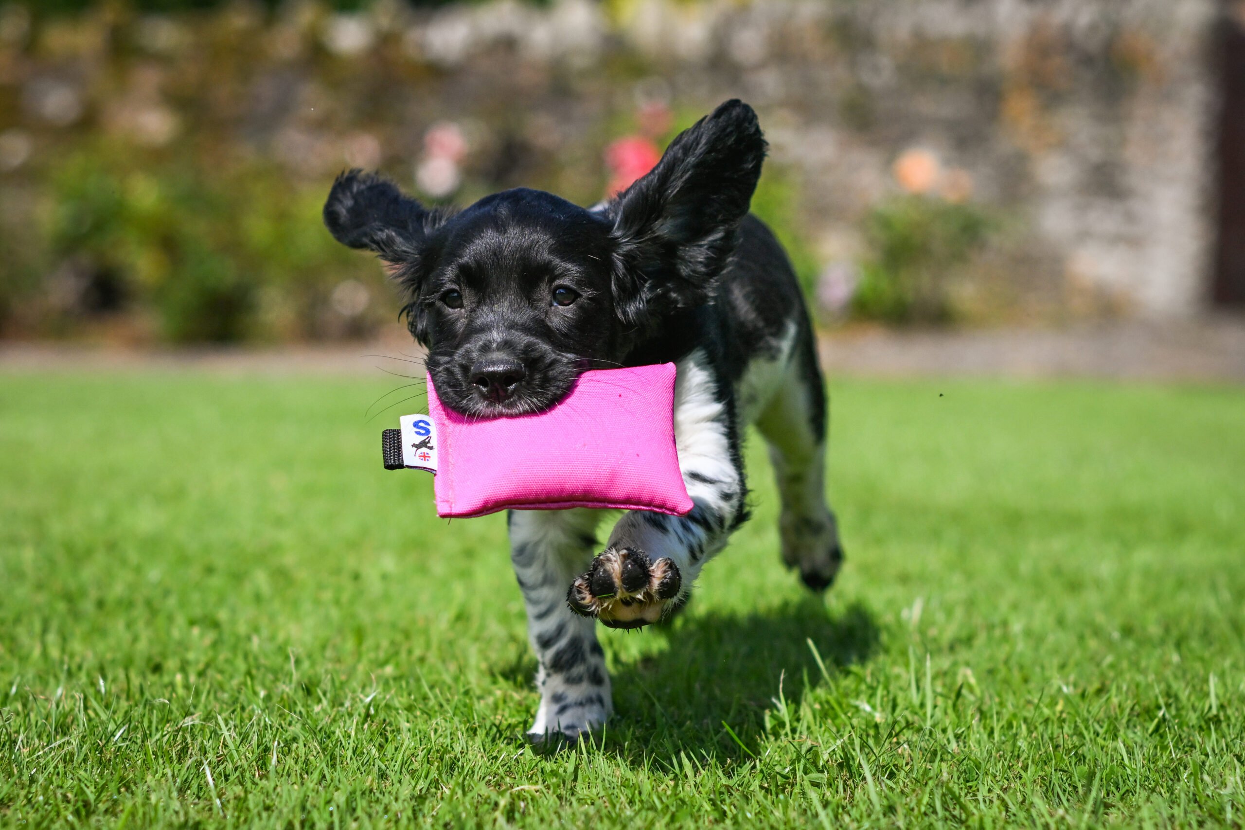 Puppy Canvas Dummy - Image 4