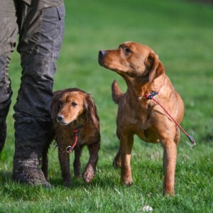 Field Trial PRO Slip Collar - Image 2