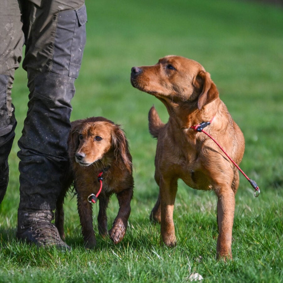 Field Trial PRO Slip Collar