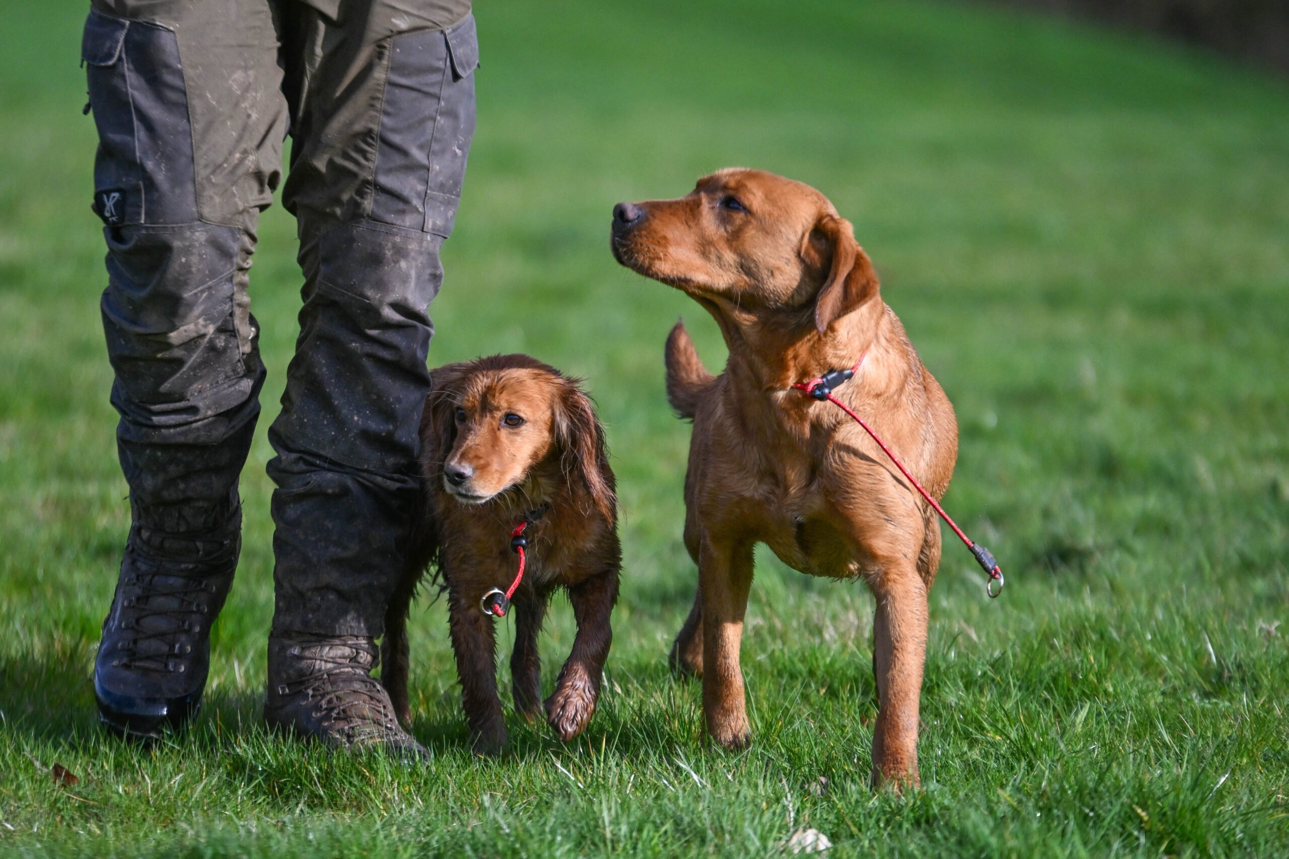 Field Trial PRO Slip Collar - Image 2
