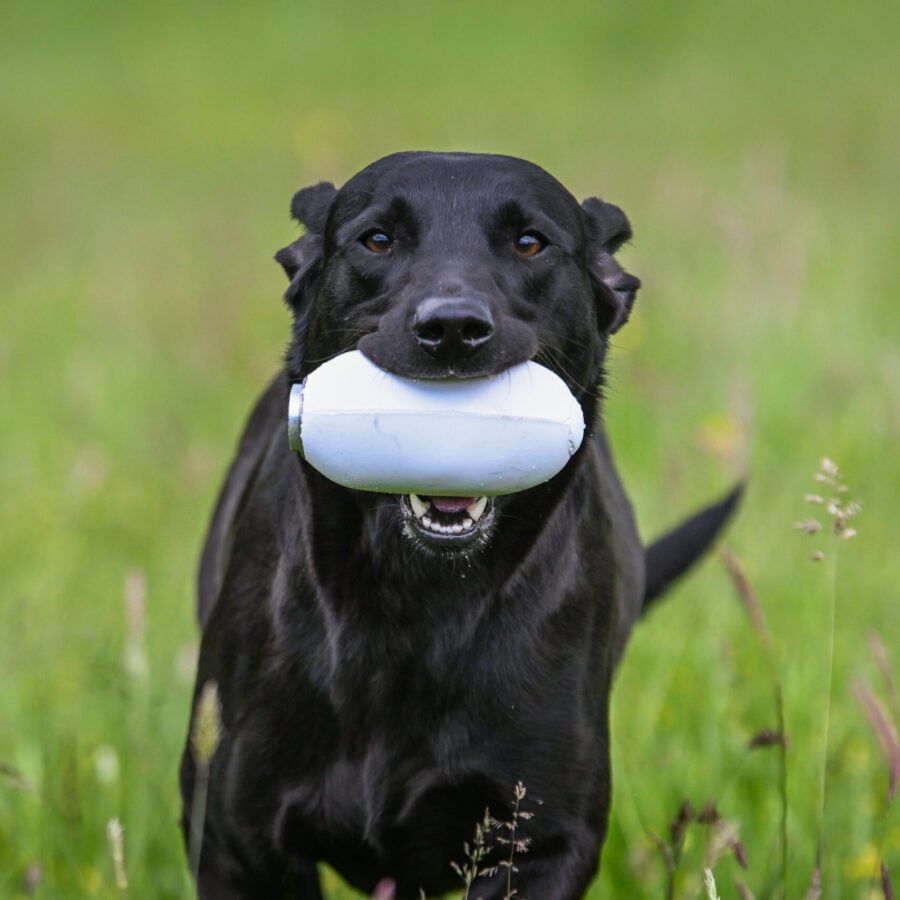 Sporting Saint PVC Launcher Dummies