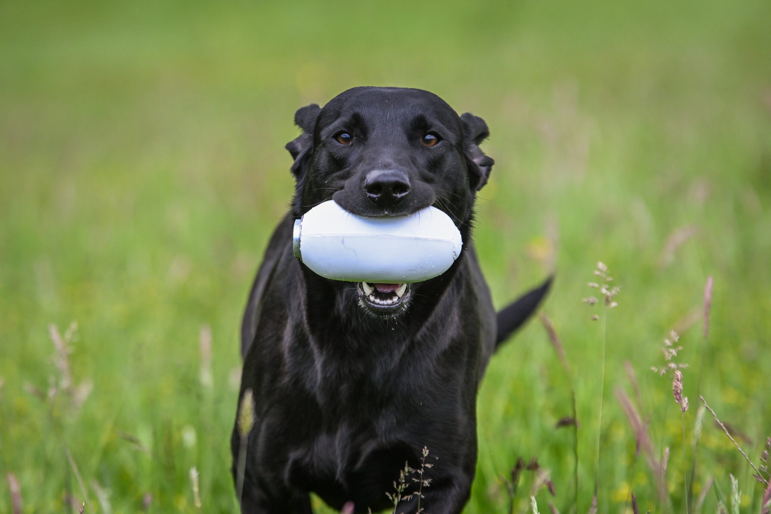 Sporting Saint PVC Launcher Dummies - Image 2