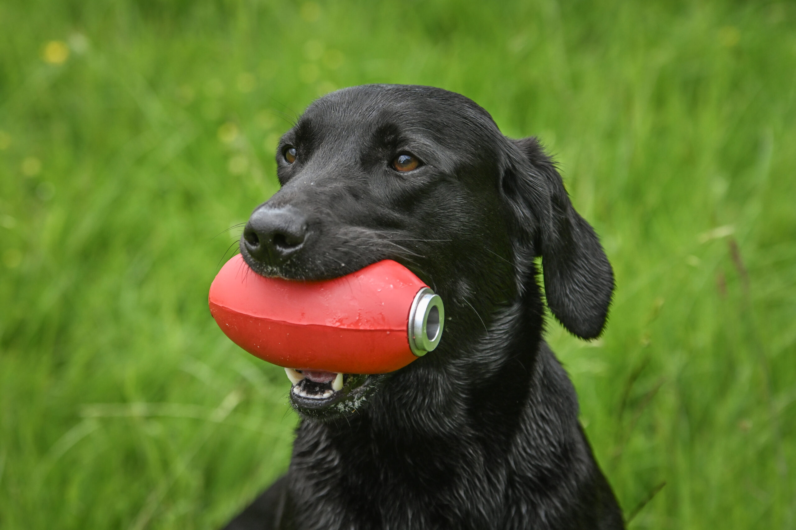 Sporting Saint PVC Launcher Dummies - Image 3