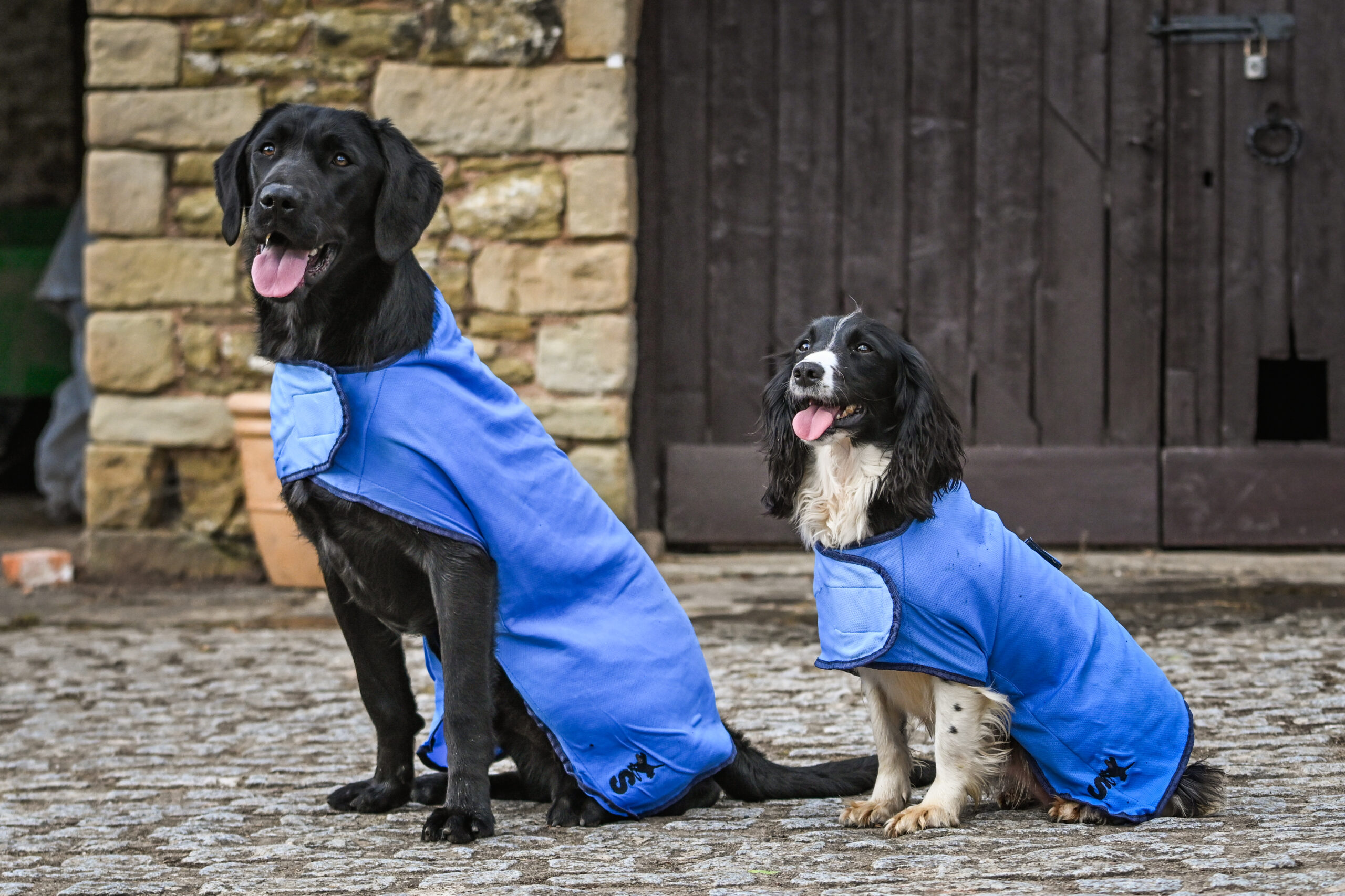 Cooling Dog Coat - Image 4