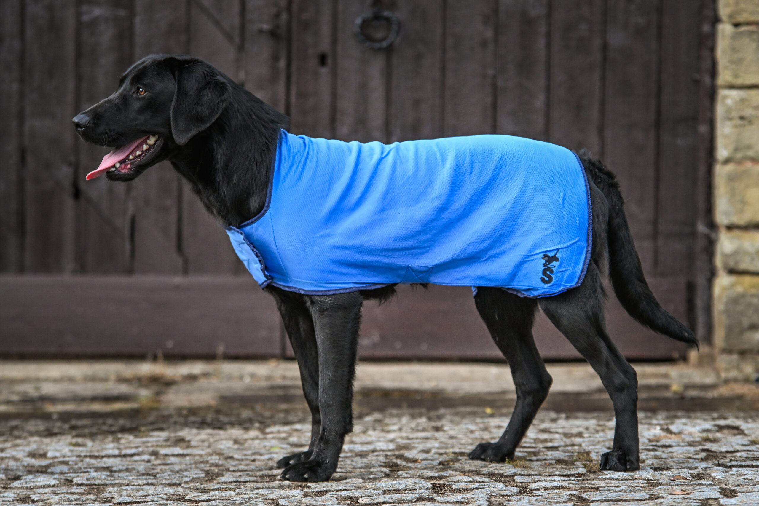 Cooling Dog Coat - Image 2