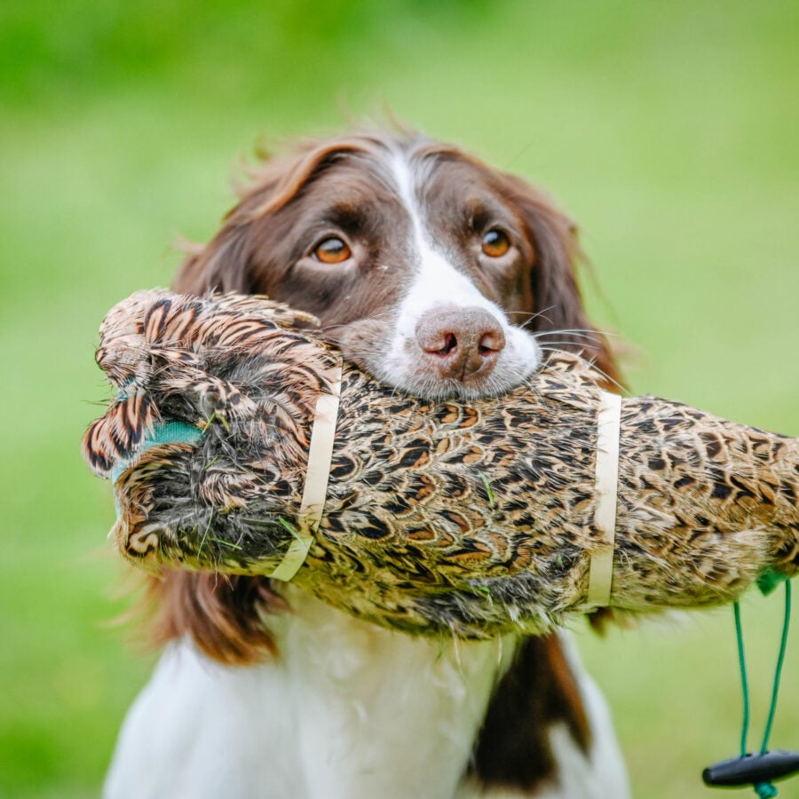 Hen Pheasant Pelt