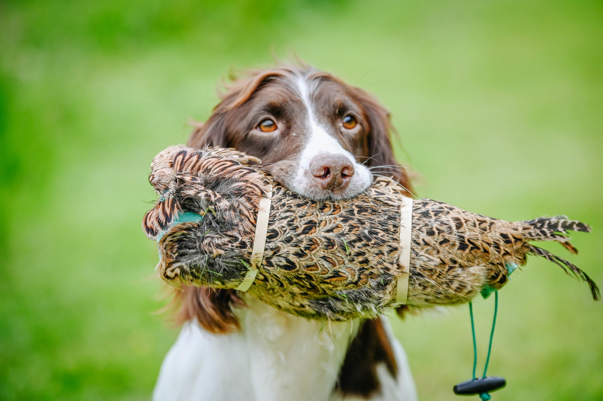 Hen Pheasant Pelt - Image 2