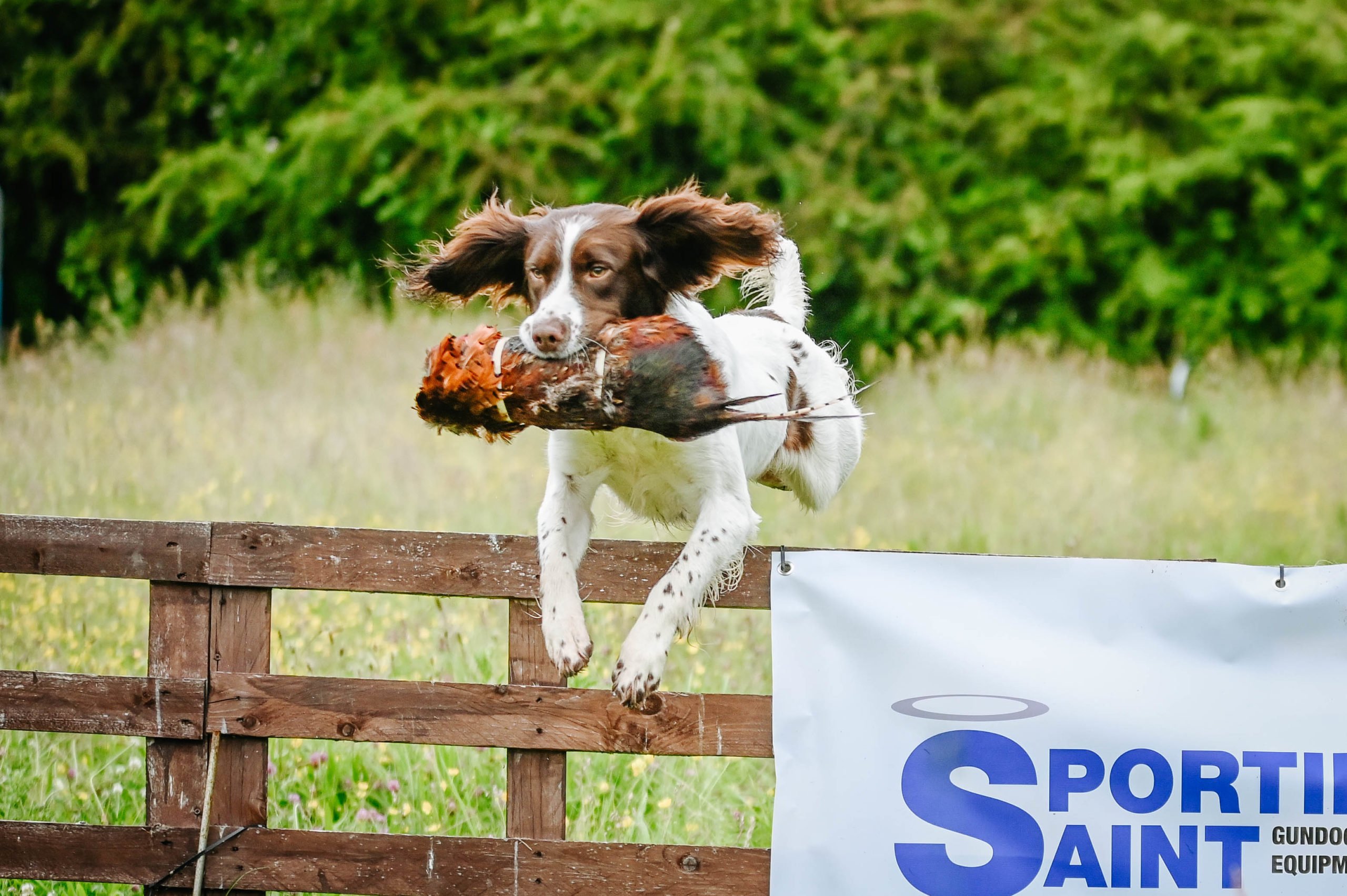 Cock Pheasant Pelt - Image 4