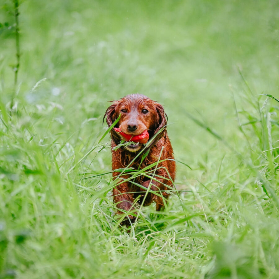 Quail Dummy by Andy Cullen