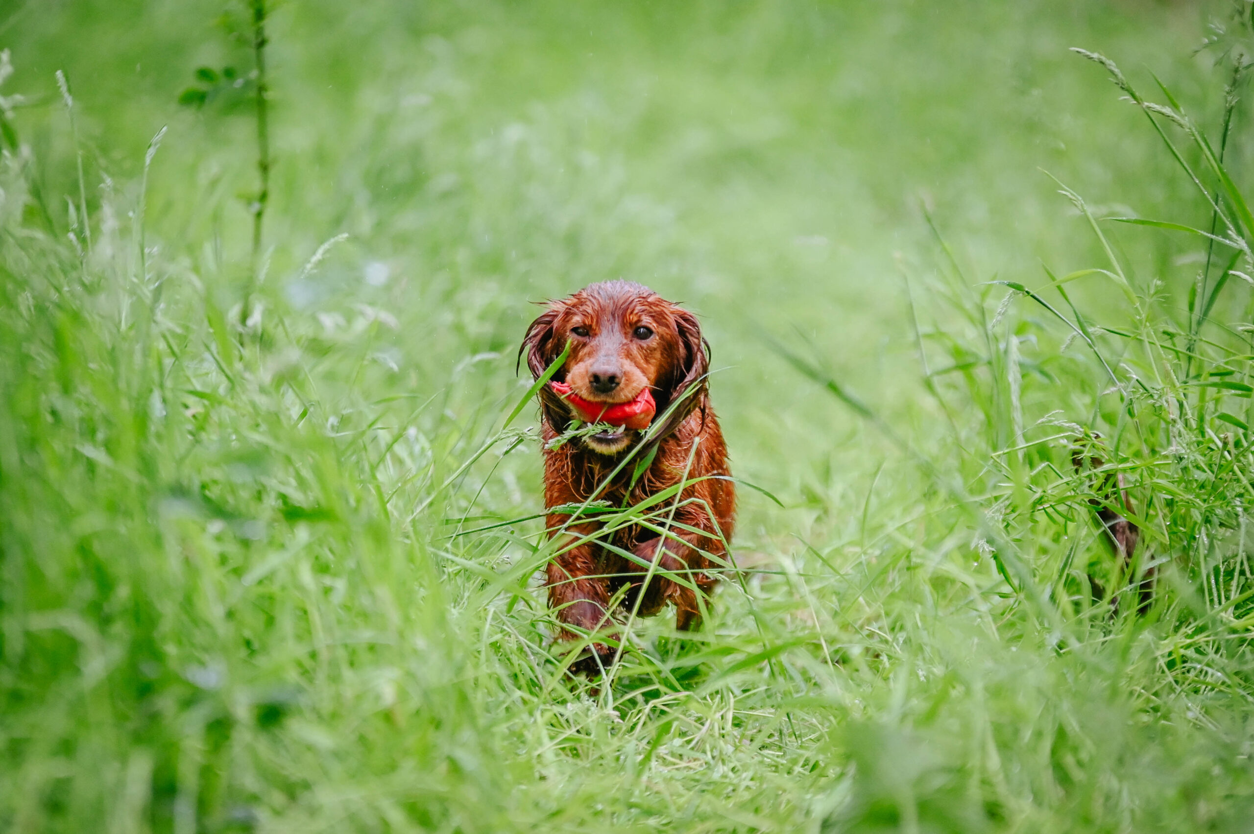 Quail Dummy by Andy Cullen - Image 3