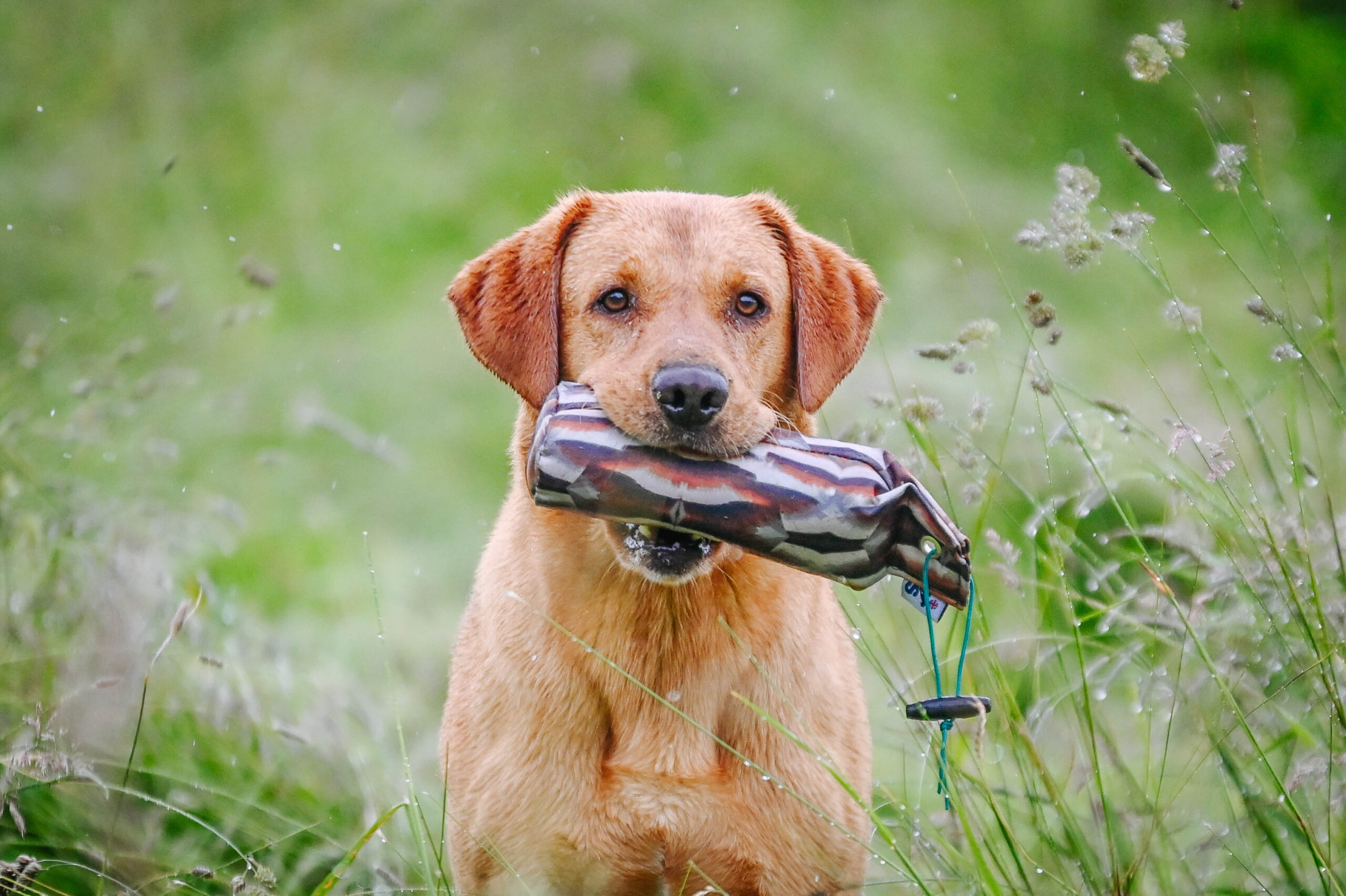 1lb Canvas Dummy - Image 2