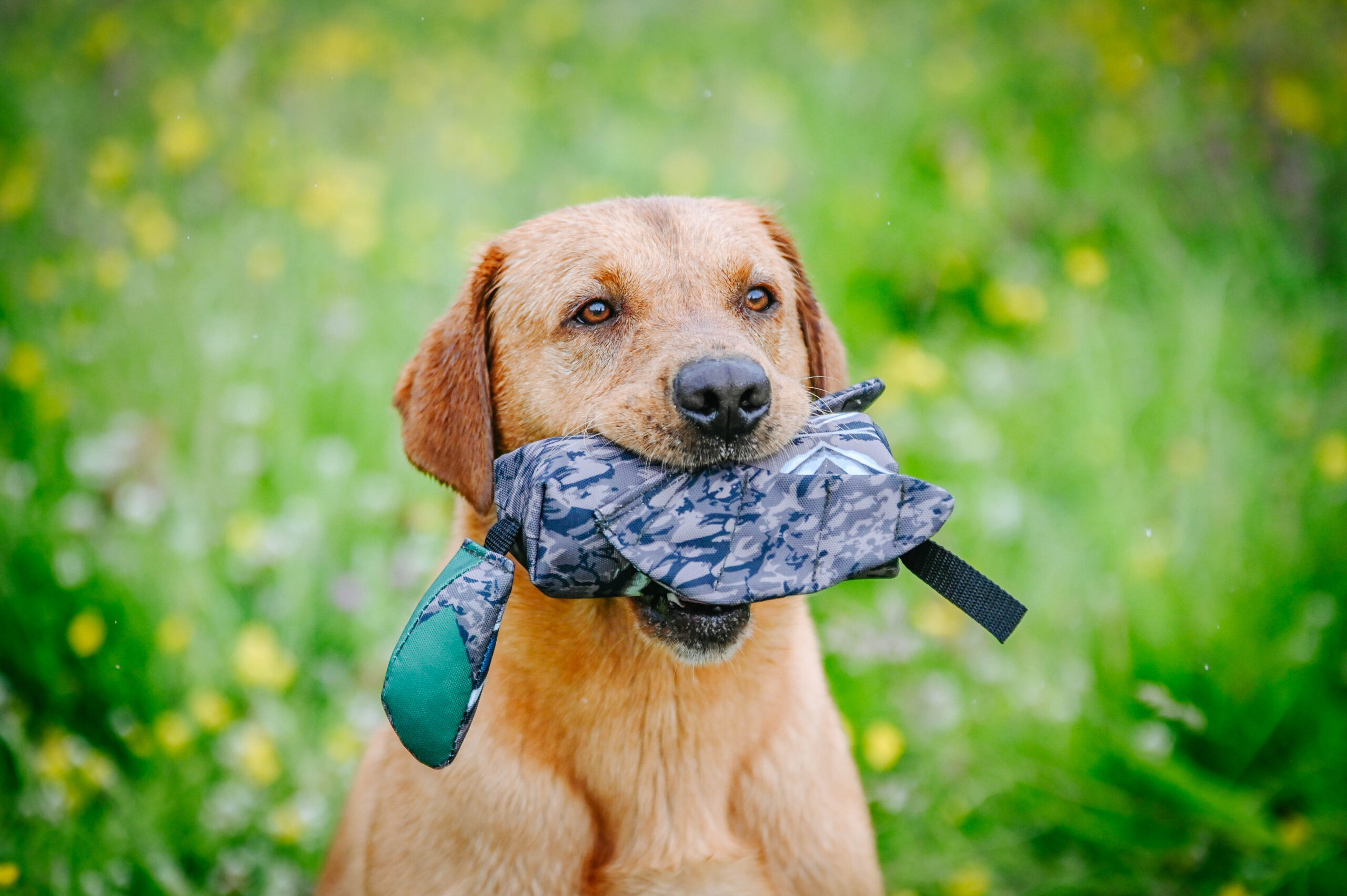 Sporting Saint Launcher Bird Dummy - Image 4