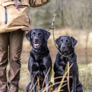 Brace Set - Slip Lead (2 Dogs) - Image 2