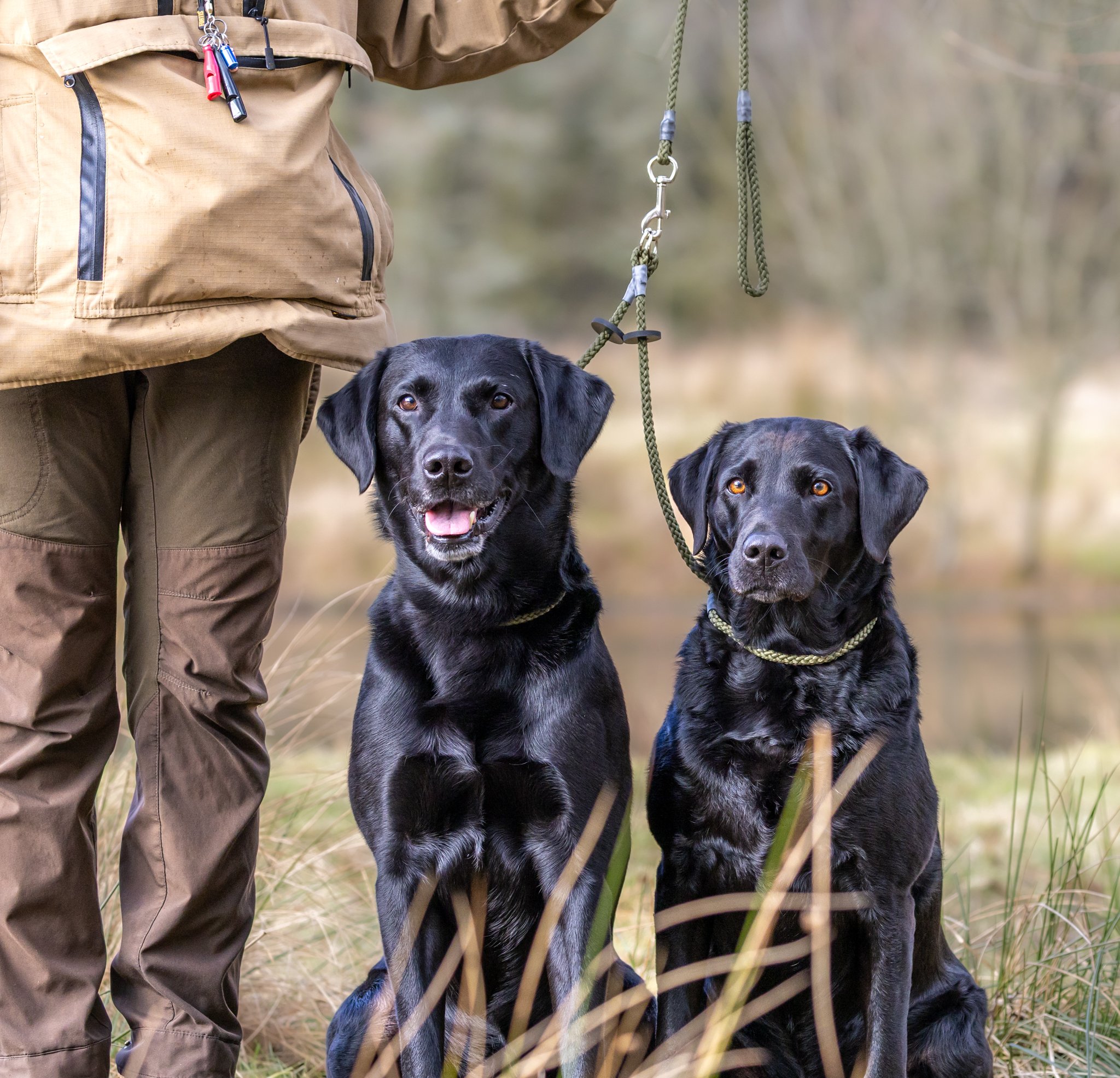 Brace Set - Slip Lead (2 Dogs) - Image 2