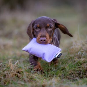 Puppy Canvas Dummy - Image 3