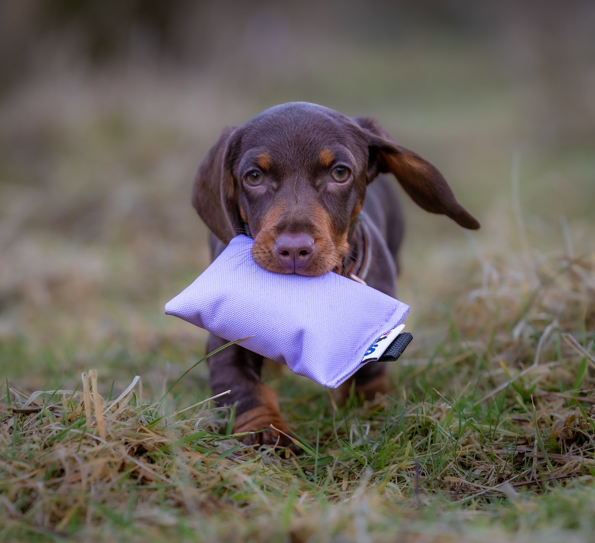 Puppy Canvas Dummy - Image 3
