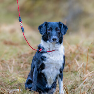 Field Trial PRO Swivel Slip Lead - Image 3