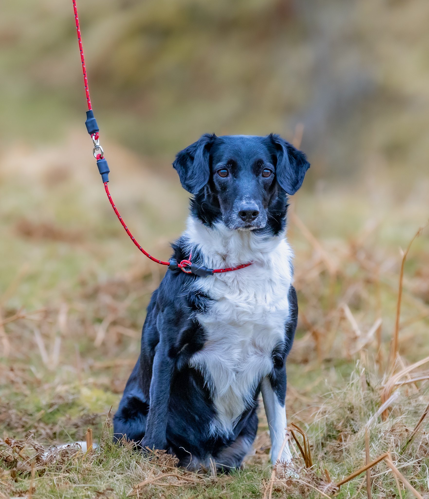 Field Trial PRO Swivel Slip Lead - Image 3