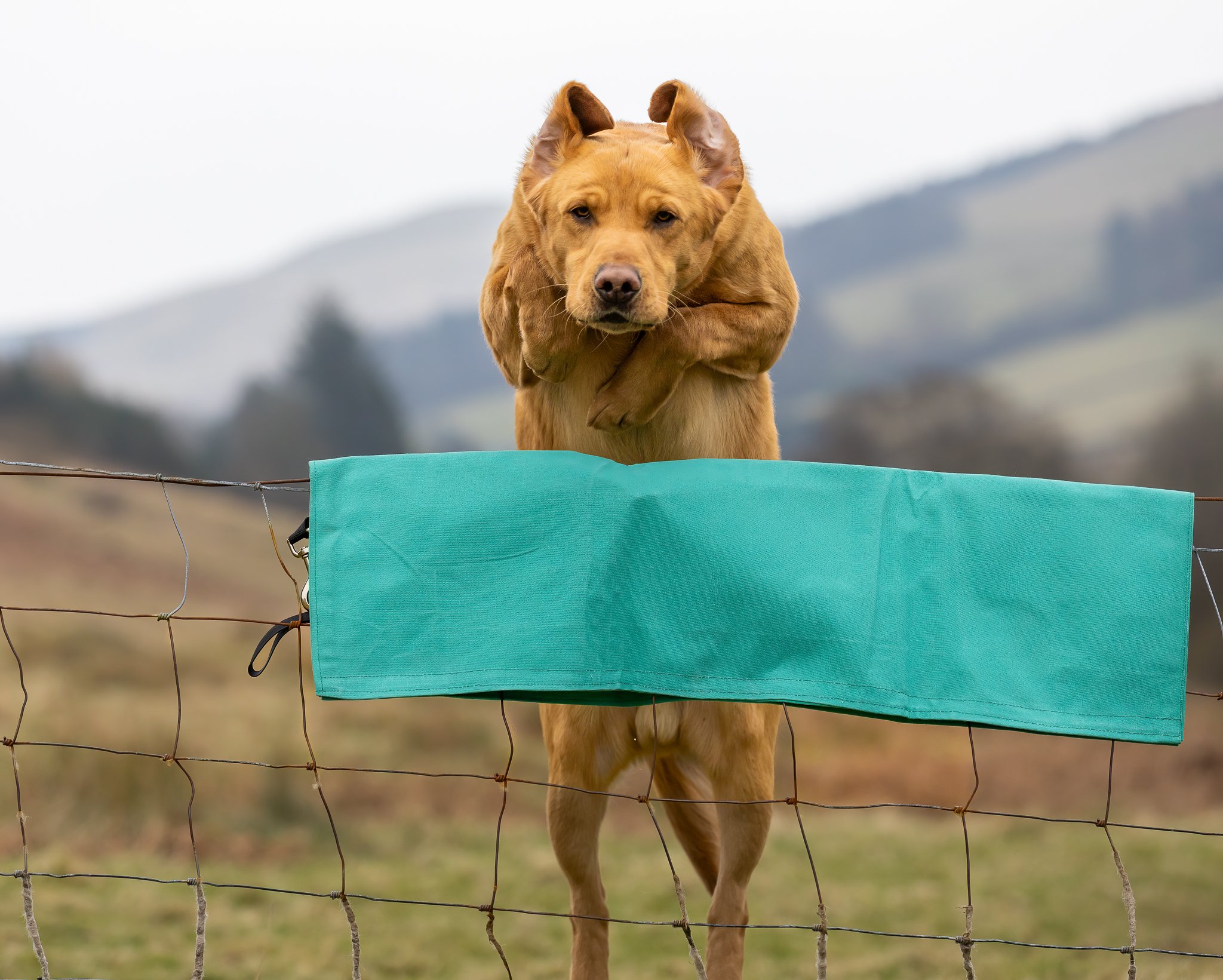 Barb Wire Cover - Image 3