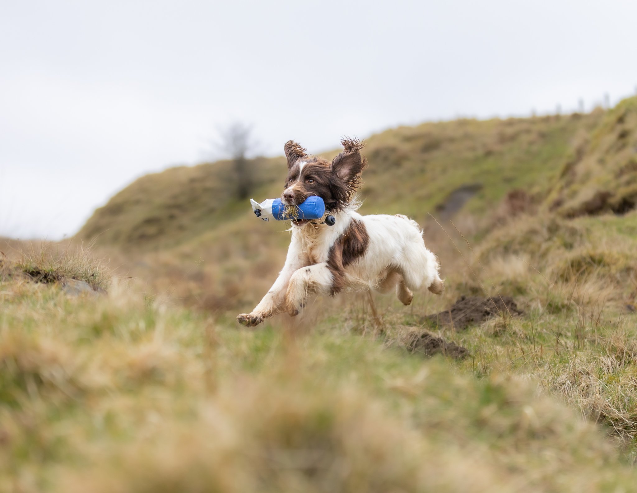 Flinger Mid Sized Marking Dummy by Laura Hill - Image 3