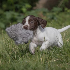 Puppy Rabbit - Image 2