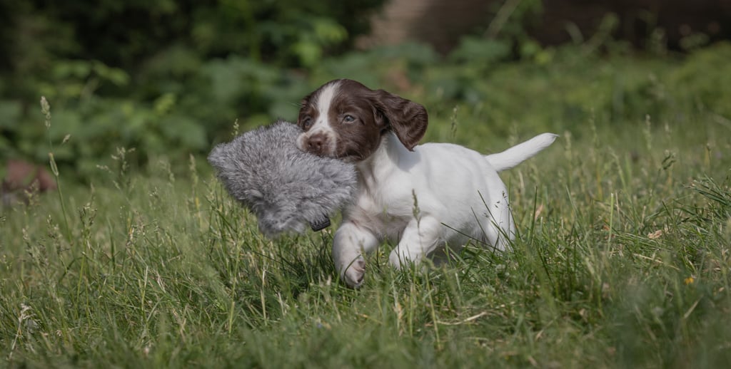 Puppy Rabbit - Image 2