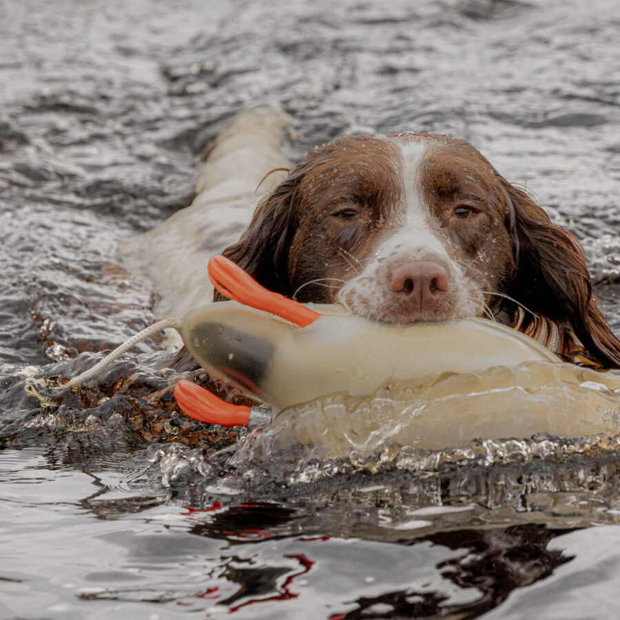 Mallard Dead Fowl Trainer