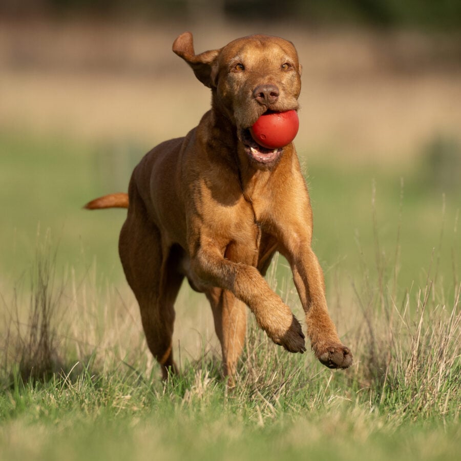 Sporting Saint Launcher Ball