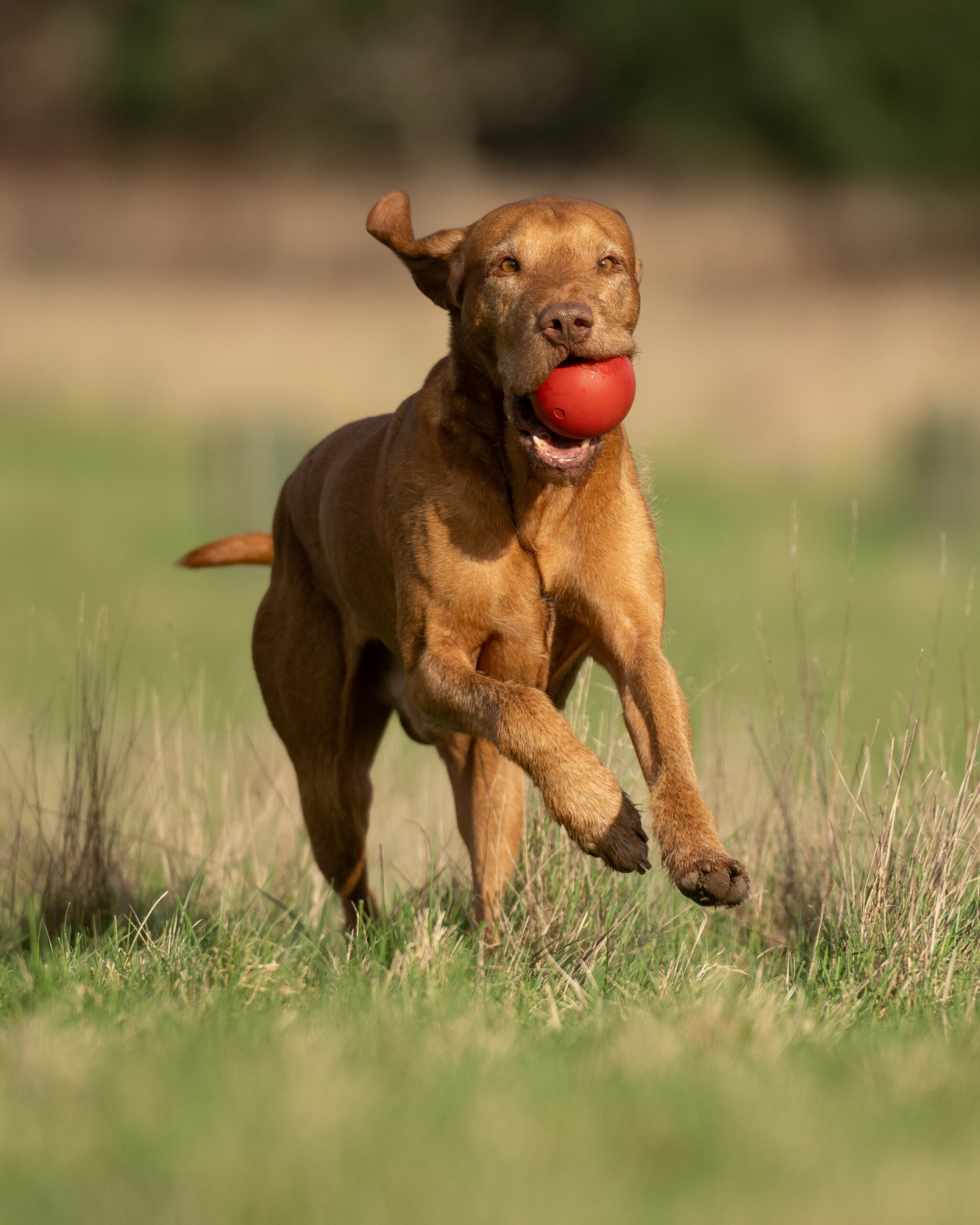 Sporting Saint Launcher Ball - Image 3