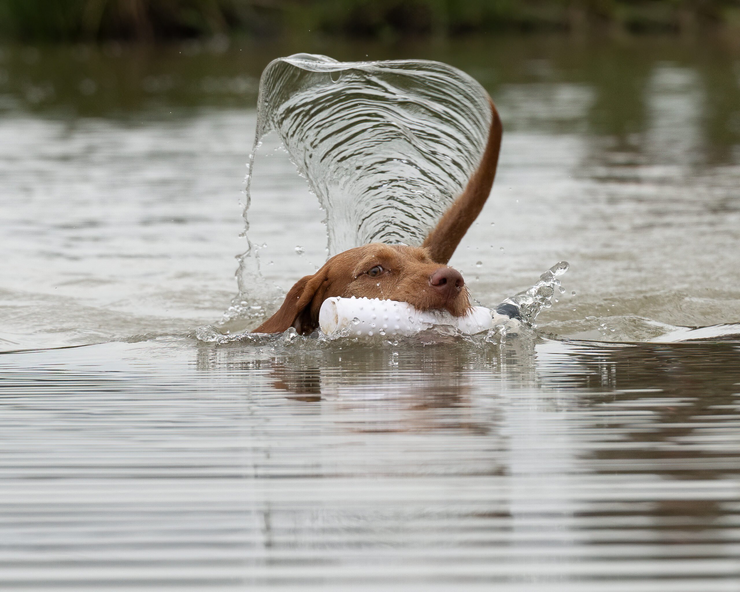 Water & Dokken Dummy Thumbnail