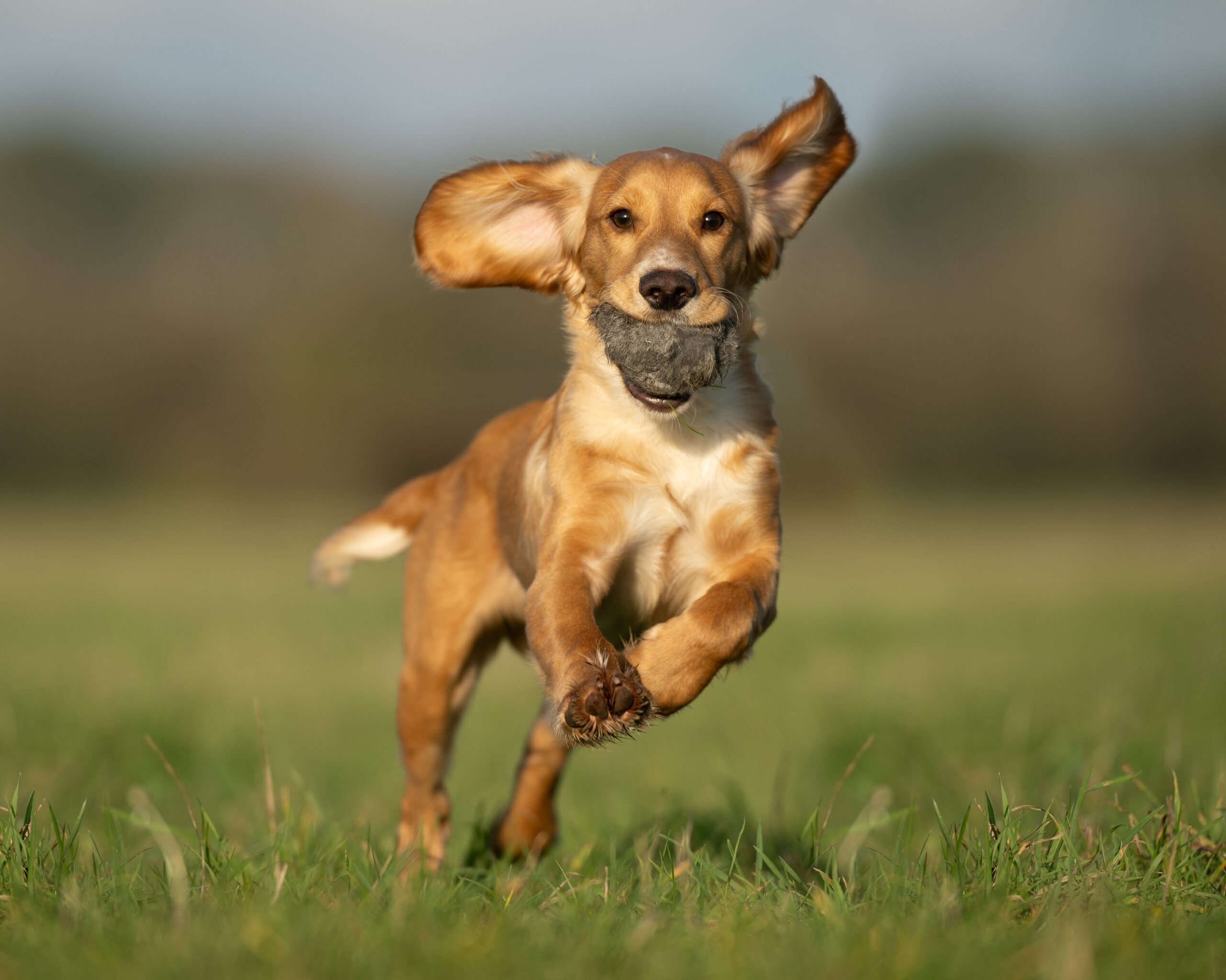 Rabbit Balls - Image 4