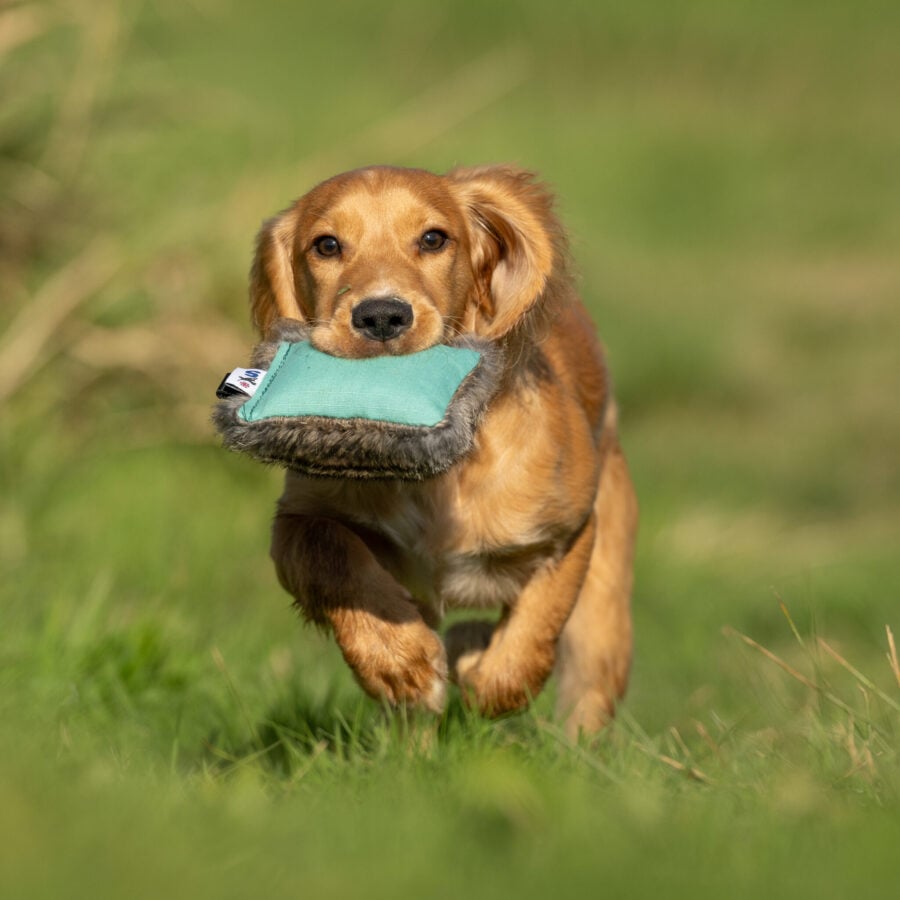 Dual Dummy - various sizes