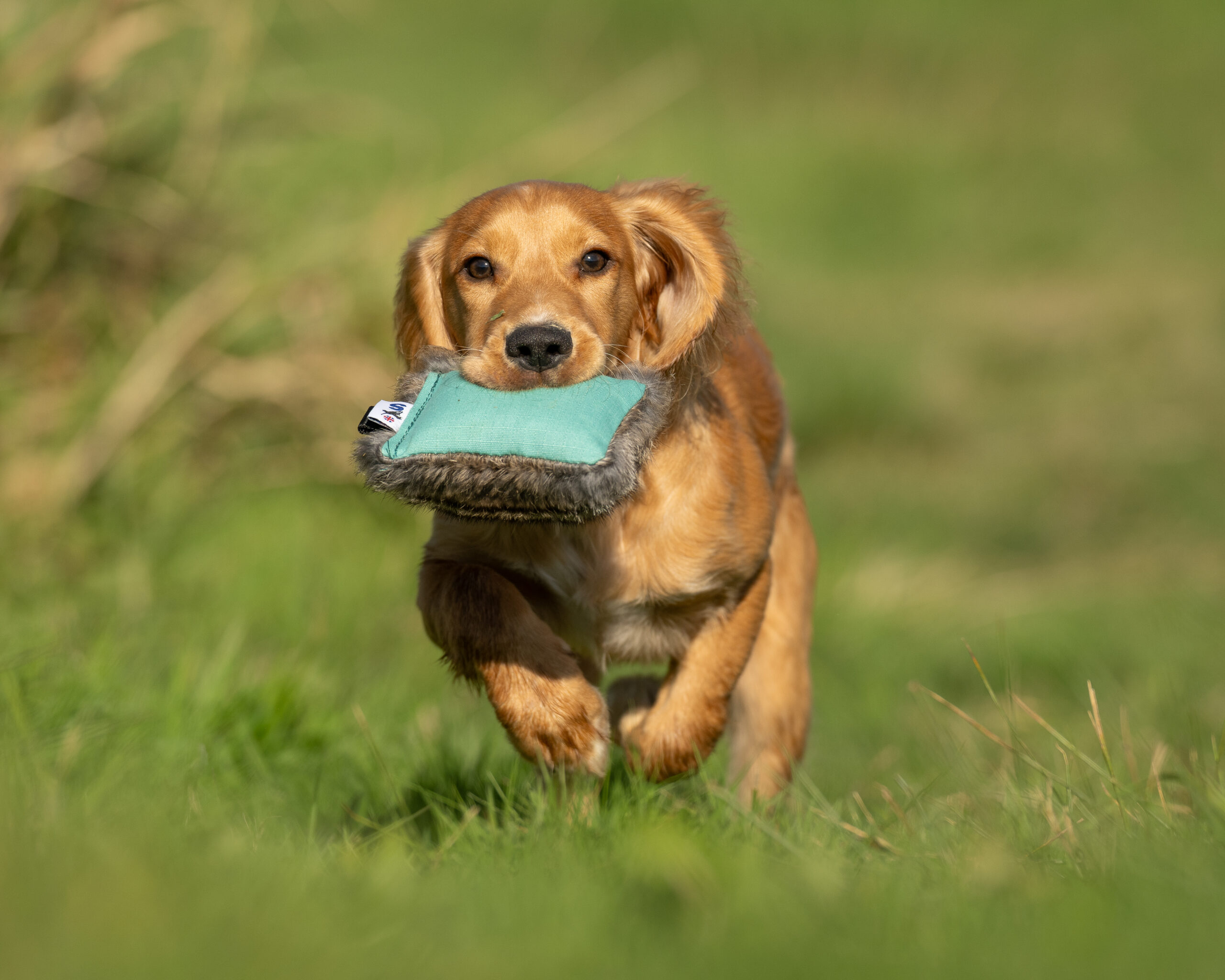 Dual Dummy - various sizes - Image 3