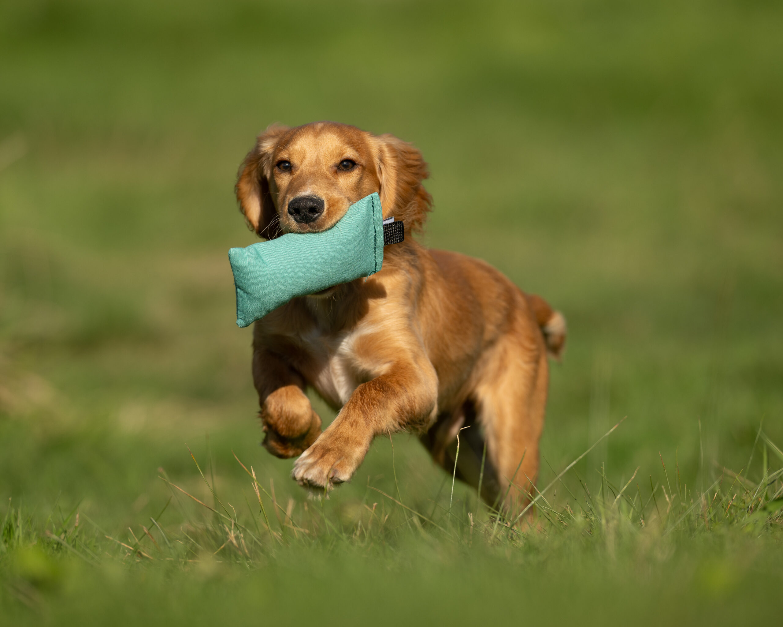 Junior Puppy Dummy - Image 3