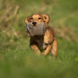 Puppy Rabbit - Image 3