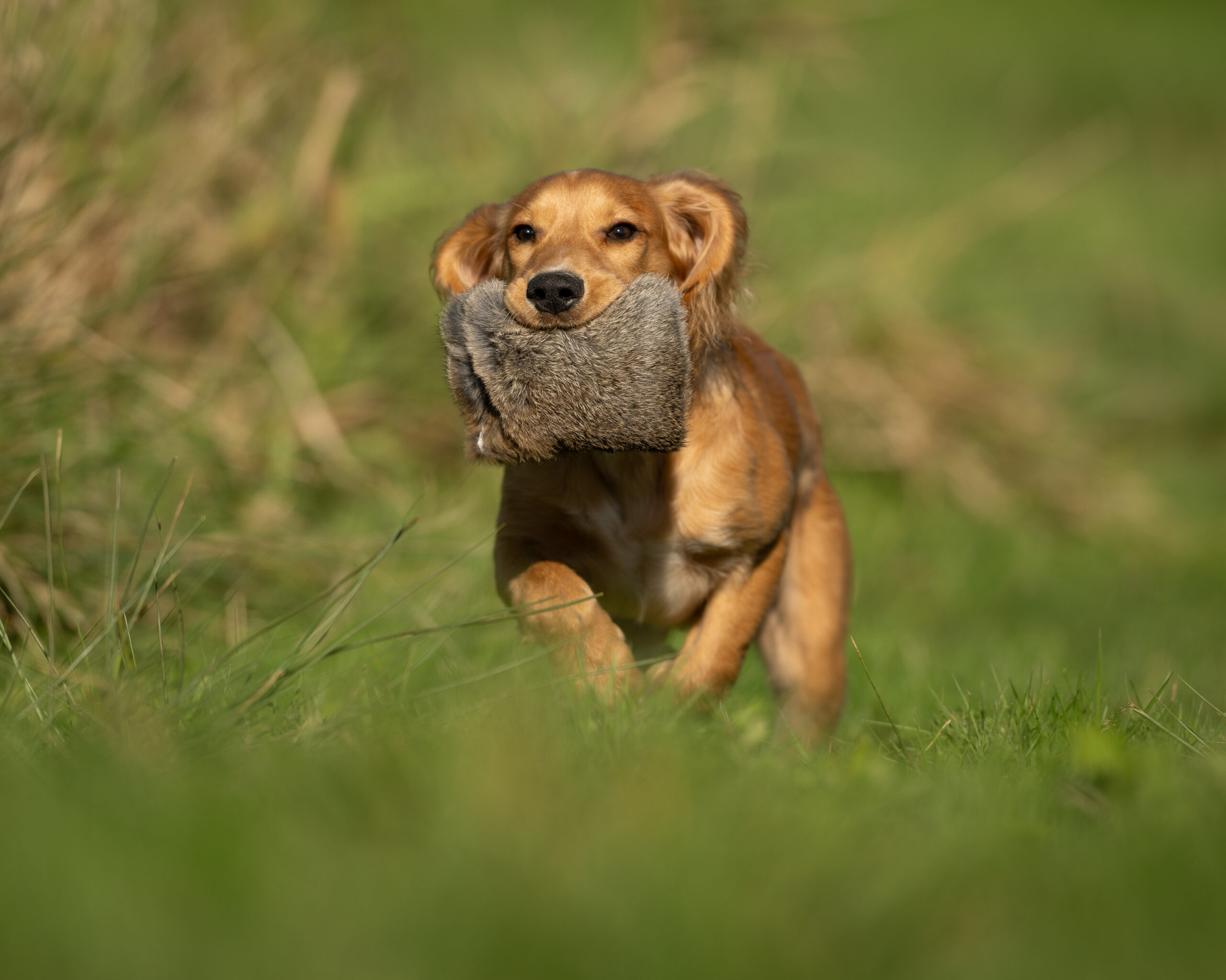 Puppy Rabbit - Image 3