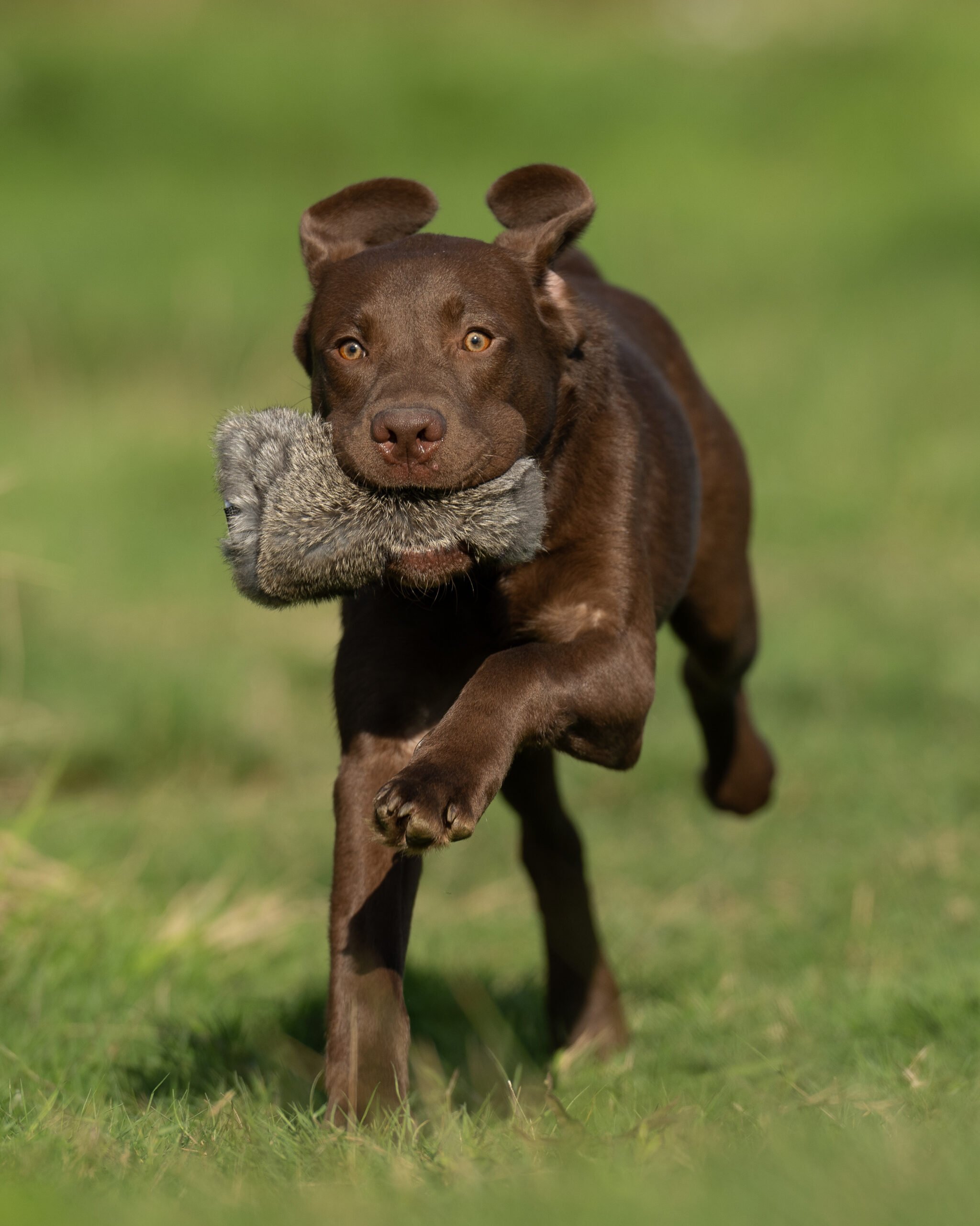 Junior Puppy Dummy - Image 2
