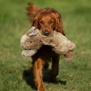 BG Rabbit by Ben Randall - Image 2